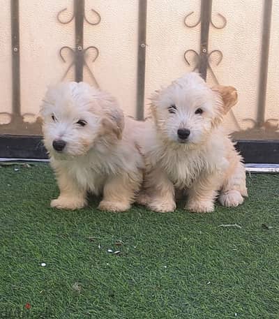 Maltese puppy for sale