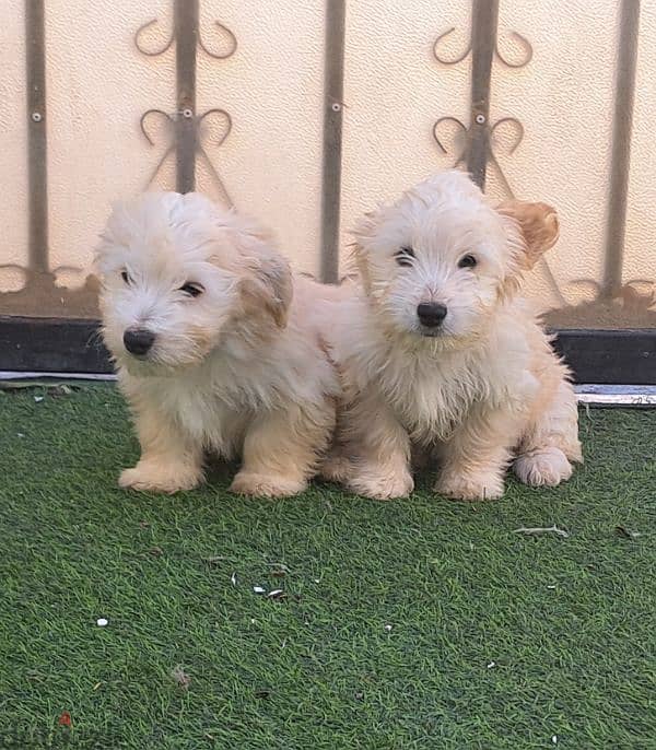 Maltese puppy for sale 0