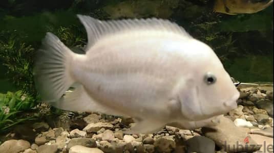 Pink/Platinum convict cichlids