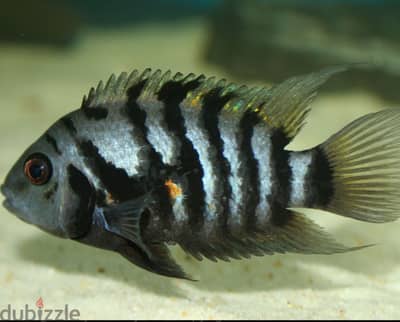 Strped convict cichlids