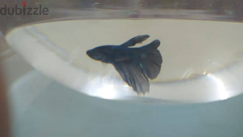 blue half moon matta fish 1