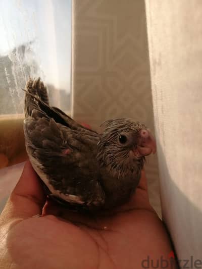 tammed cockatiel baby ( handfeeding)