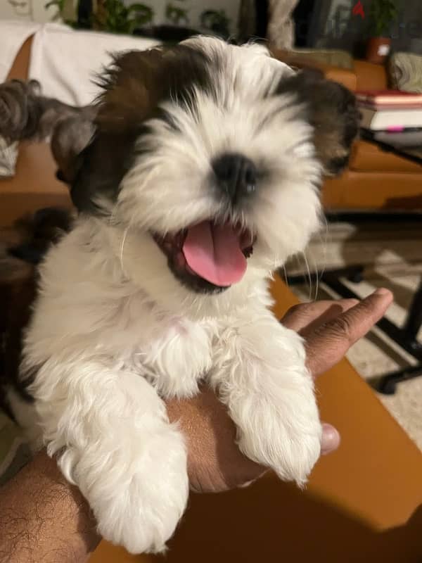 shih Tzu 0