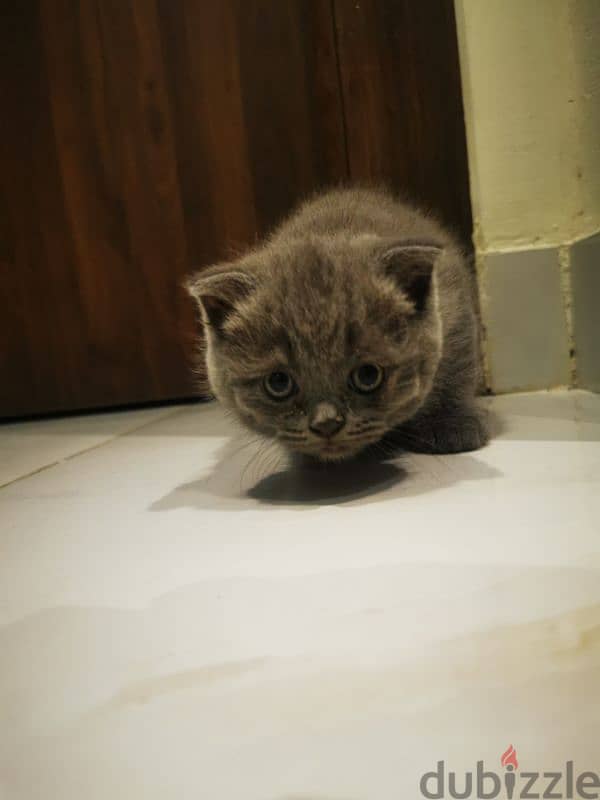 Scottish folded ears kitten 0