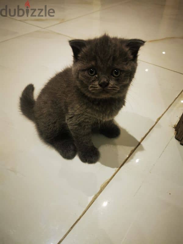 Scottish folded ears kitten 2