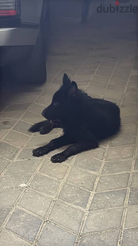 Female gsd for sale 0