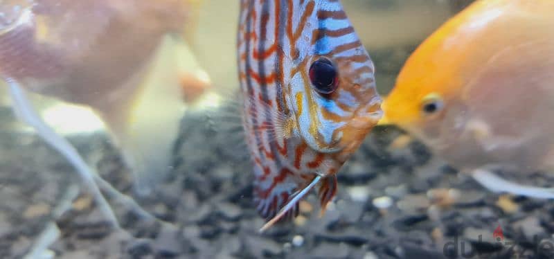 Discus fish pair 0