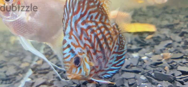 Discus fish pair 1