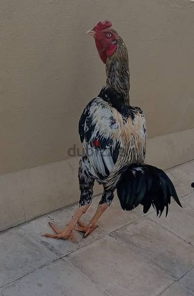 Pakistan chicken male