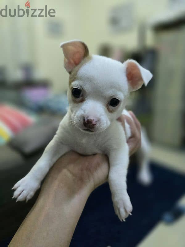 Chihuahua Puppy 2