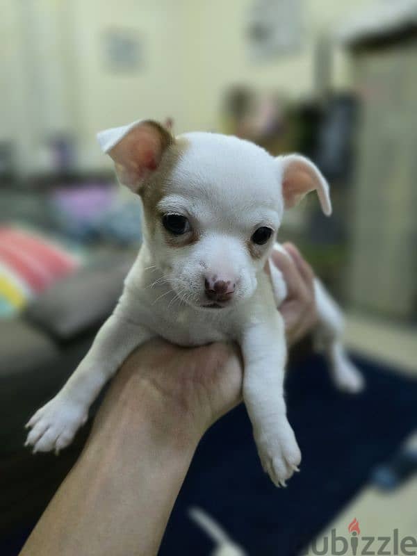 Chihuahua Puppy 3