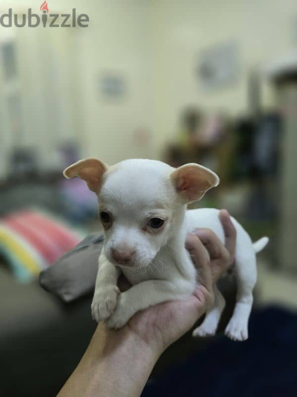 Chihuahua Puppy 4