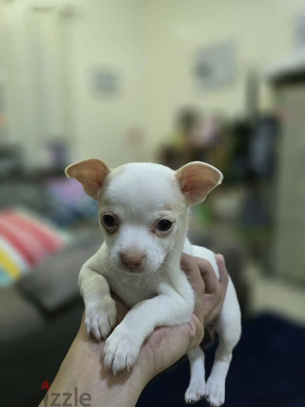 Chihuahua Puppy 5