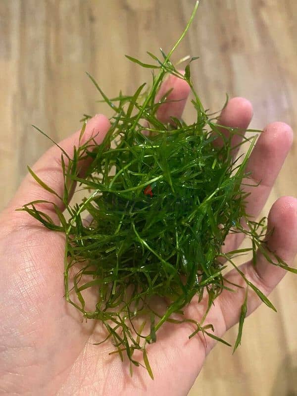 Guppy Grass for Sale – One Handful for 1 OMR 1