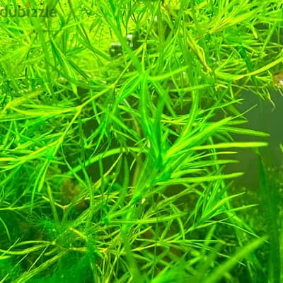 Guppy Grass for Sale – One Handful for 1 OMR