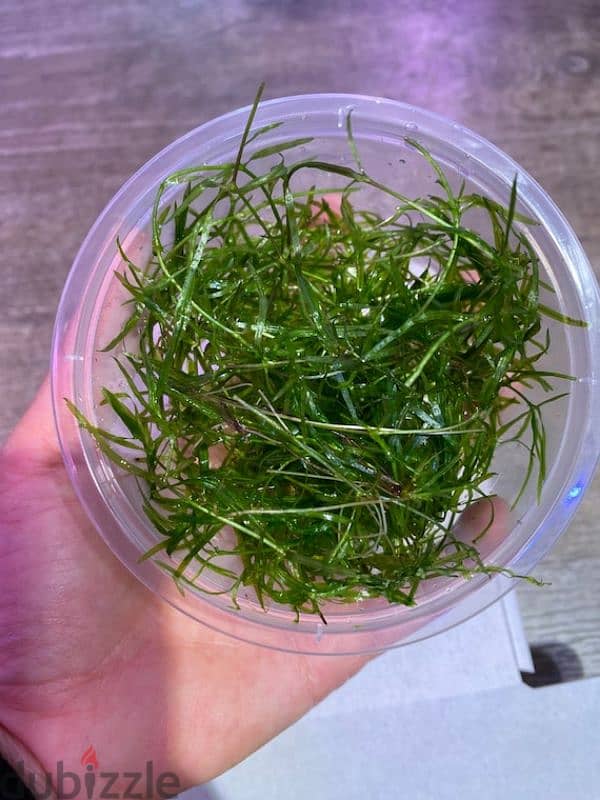 Guppy Grass for Sale – One Handful for 1 OMR 2