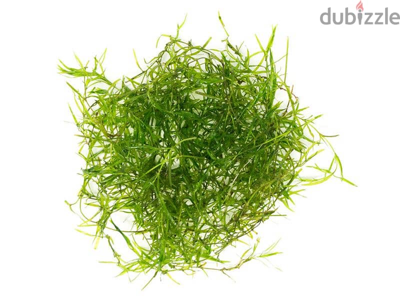 Guppy Grass for Sale – One Handful for 1 OMR 3