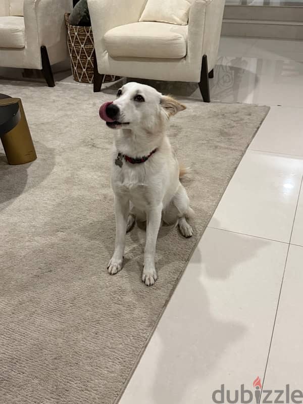 Adoption -9 months old wadi mix dog 1