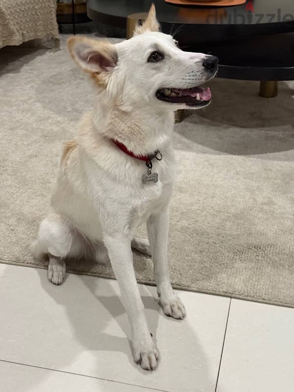 Adoption -9 months old wadi mix dog 3