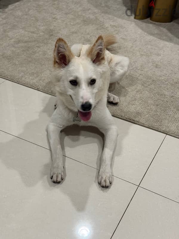 Adoption -9 months old wadi mix dog 5