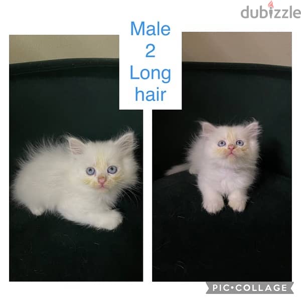 Kitten Persian 1