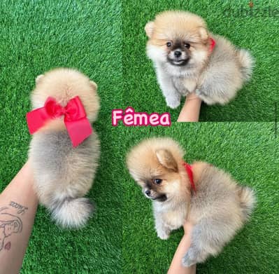 Ckc Registered Pomeranian.