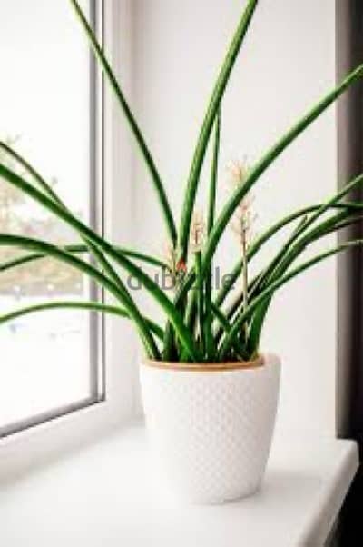 drum stick snake plant