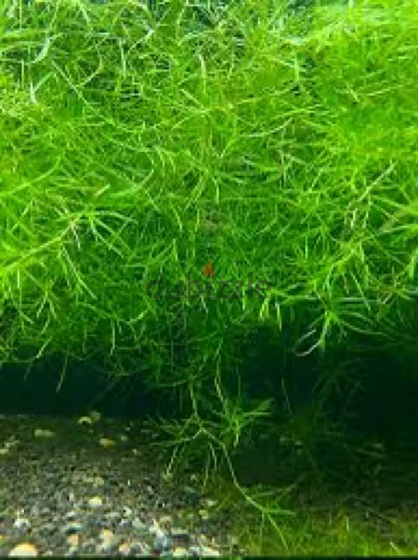 guppy grass 0