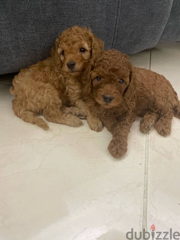 toy poodle 1