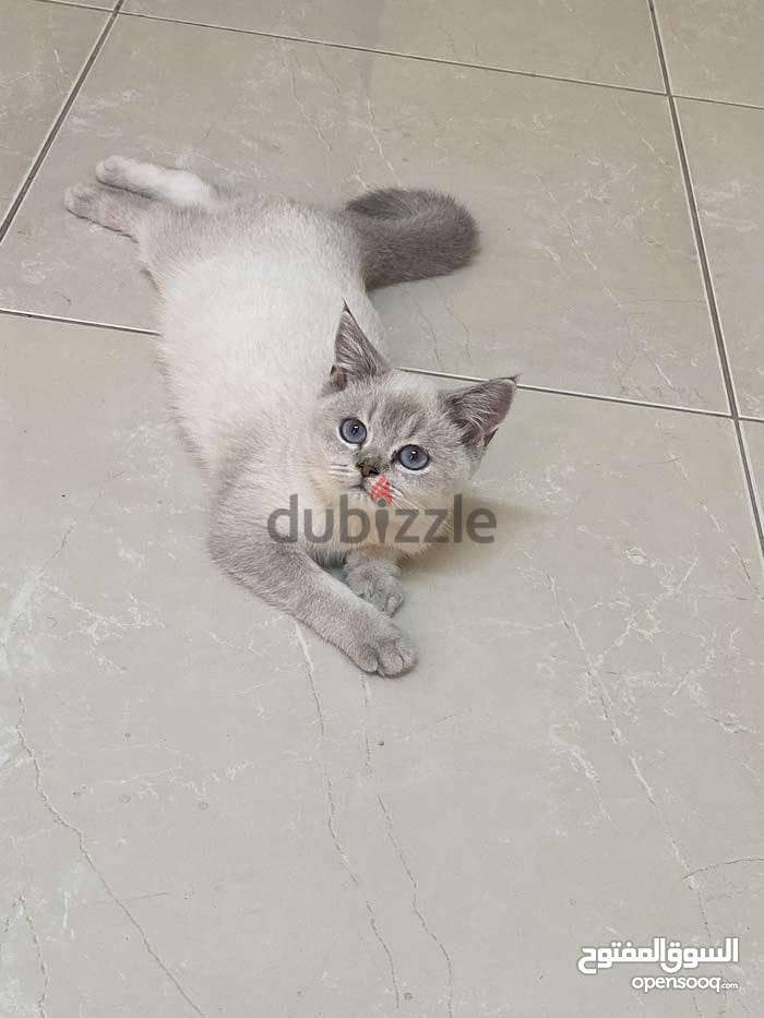 pure cats for sell قطط للبيع مستوى نار 0