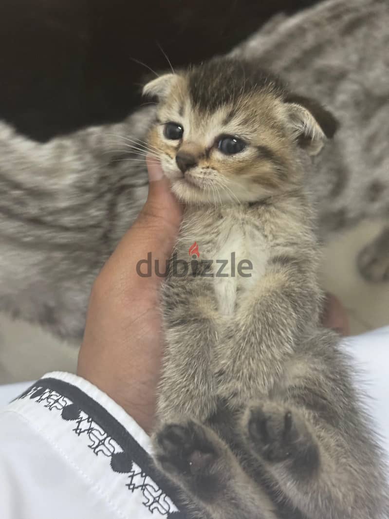 pure cats for sell قطط للبيع مستوى نار 12