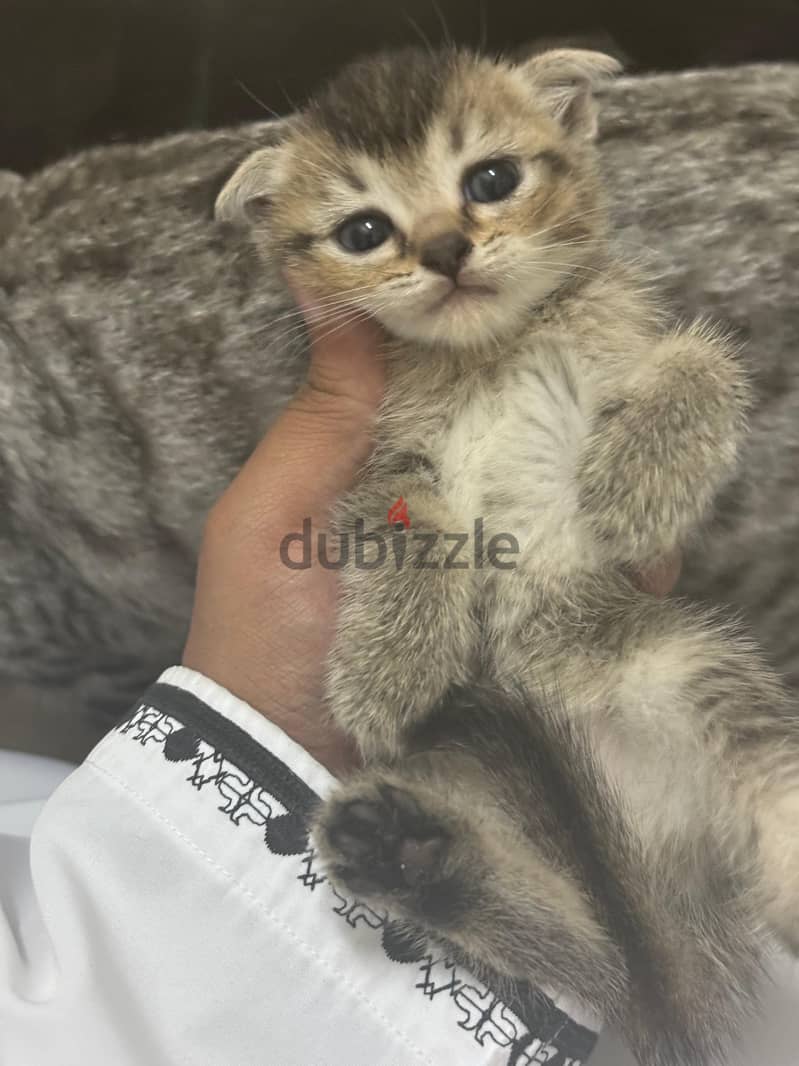 pure cats for sell قطط للبيع مستوى نار 13