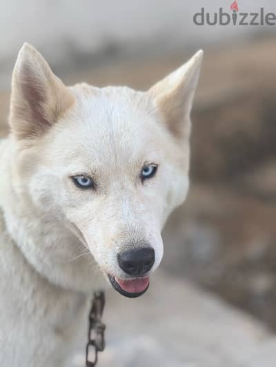 Husky with German mix(female dog)