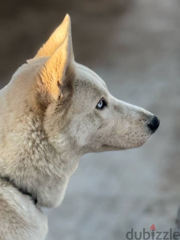 Husky with German mix(female dog) 1