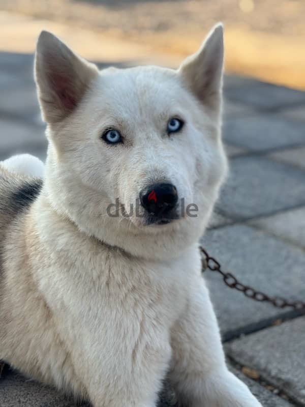 Husky with German mix(female dog) 2