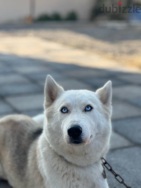 Husky with German mix(female dog) 3