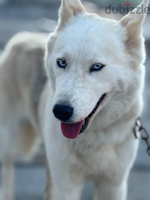 Husky with German mix(female dog) 4