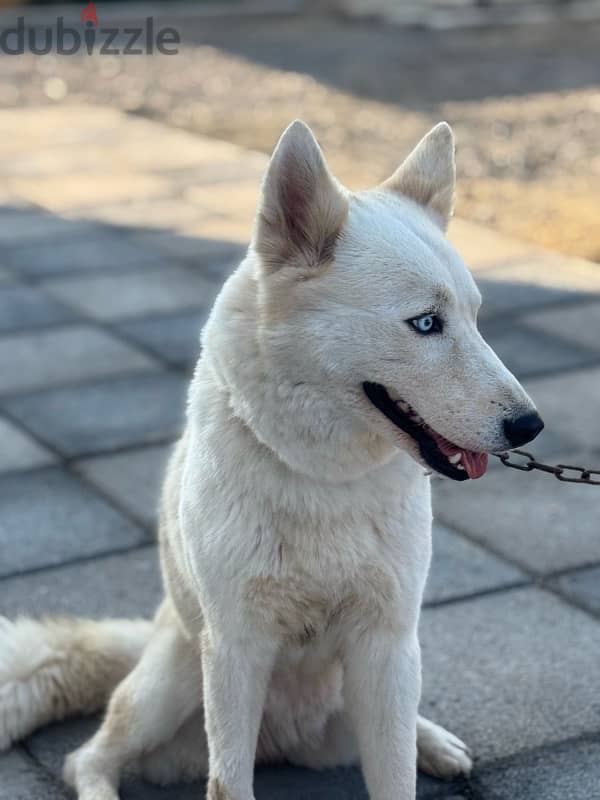 Husky with German mix(female dog) 5