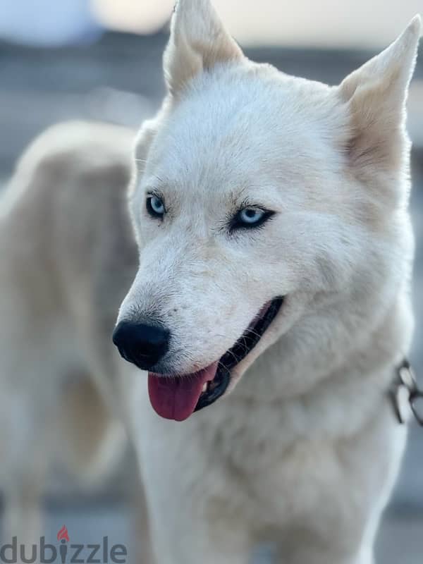 Husky with German mix(female dog) 6