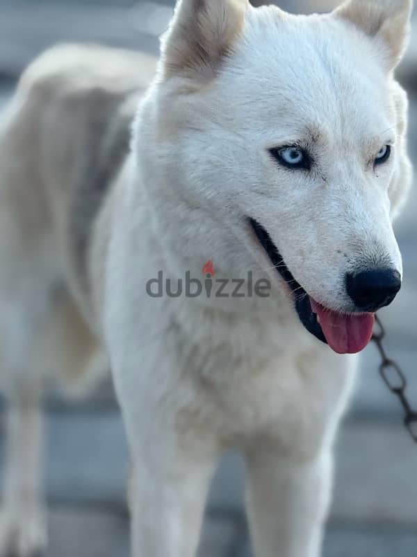 Husky with German mix(female dog) 7