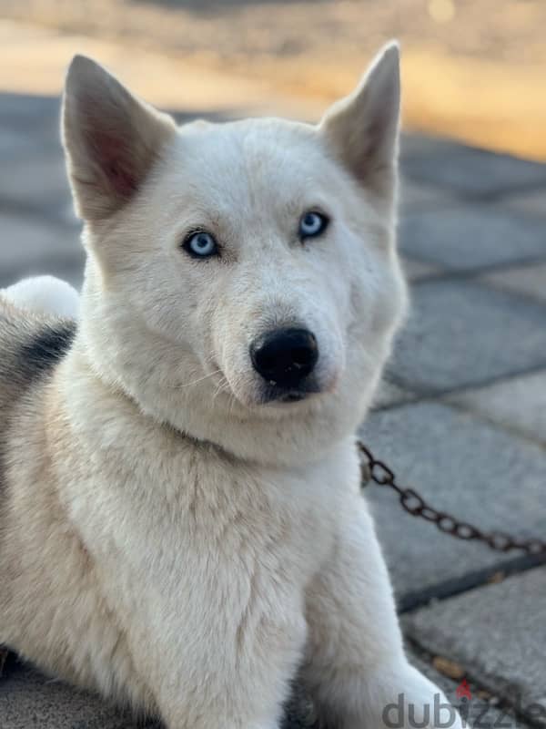 Husky with German mix(female dog) 8