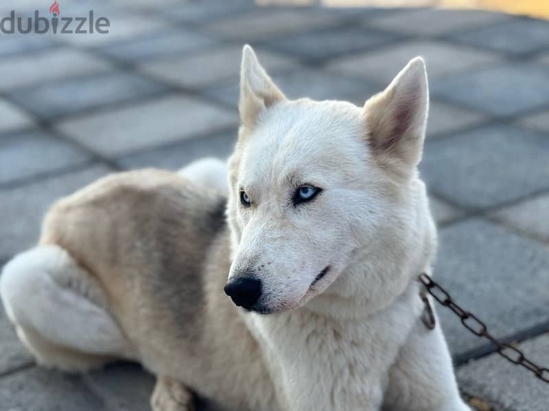 Husky with German mix(female dog) 9