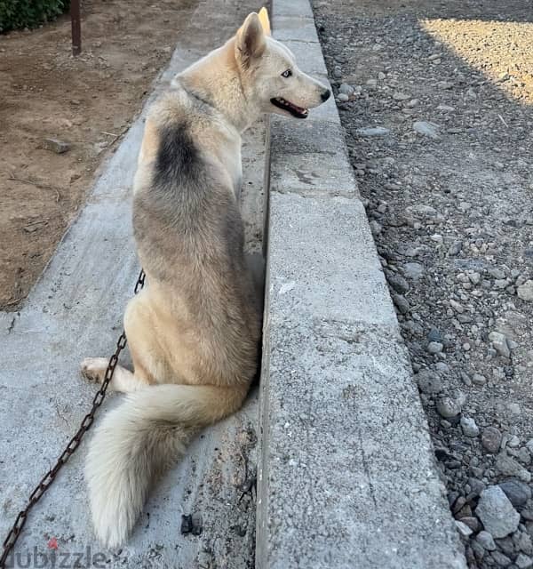 Husky with German mix(female dog) 10