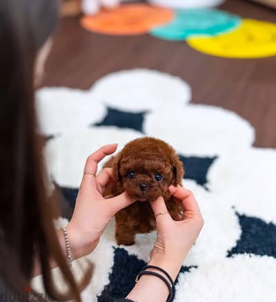 Potty Trained Toy Poodle Puppies