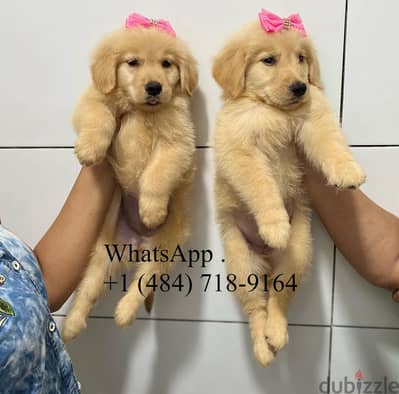 100% Pure Golden Retriever puppies for sale