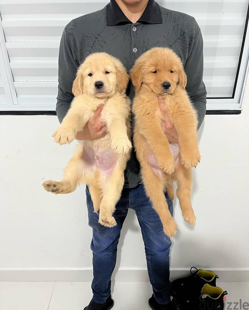 100% Pure Golden Retriever puppies for sale 1