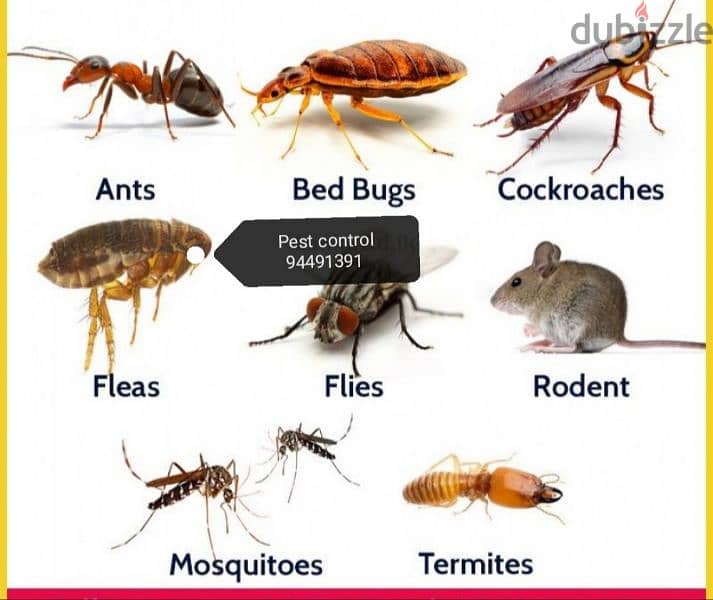 pest control treatment's  94491391 4