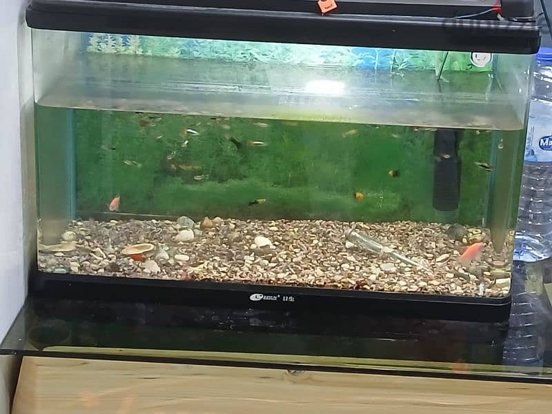 fish tank for sale with fish's 0