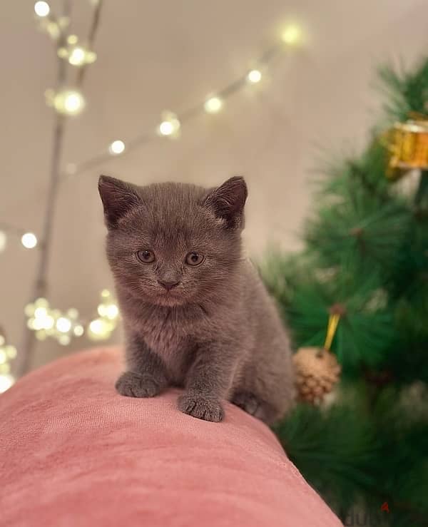 British short hair kitten 1