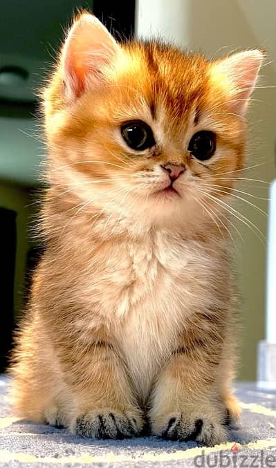 Scottish Fold / Scottish Straight